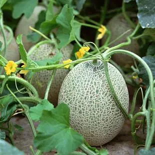 测试用的商品修更改111