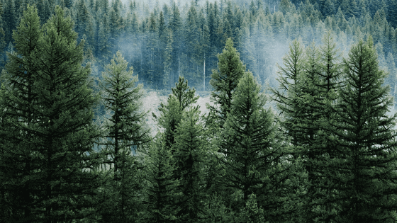 Spring: The Season of the Wood Element - Sunshine House Greece