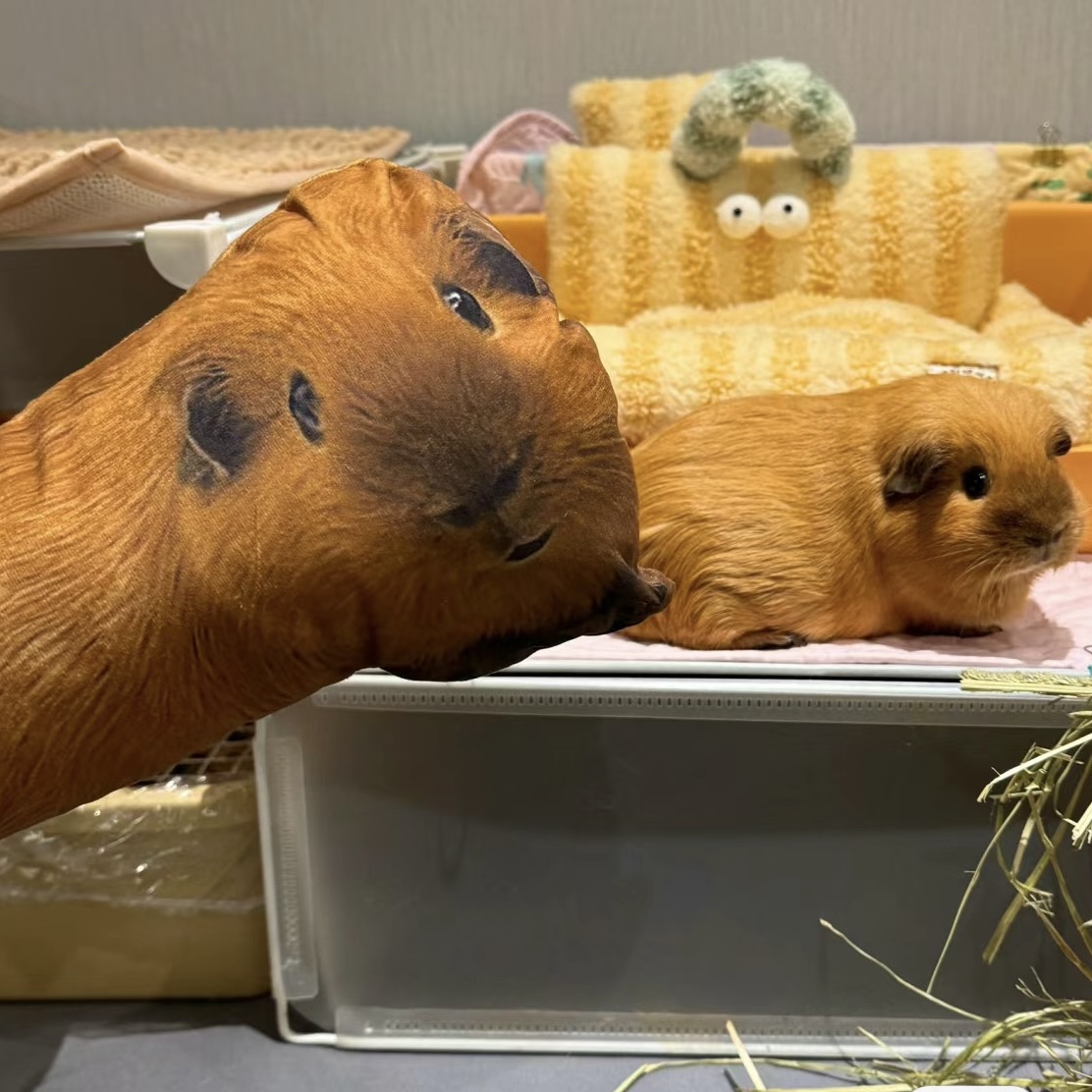 Custom Animal Photo 3D Pillow Pet Portrait Throw Pillow Ugly Pet Pillow Guinea Pig - soufeelmy