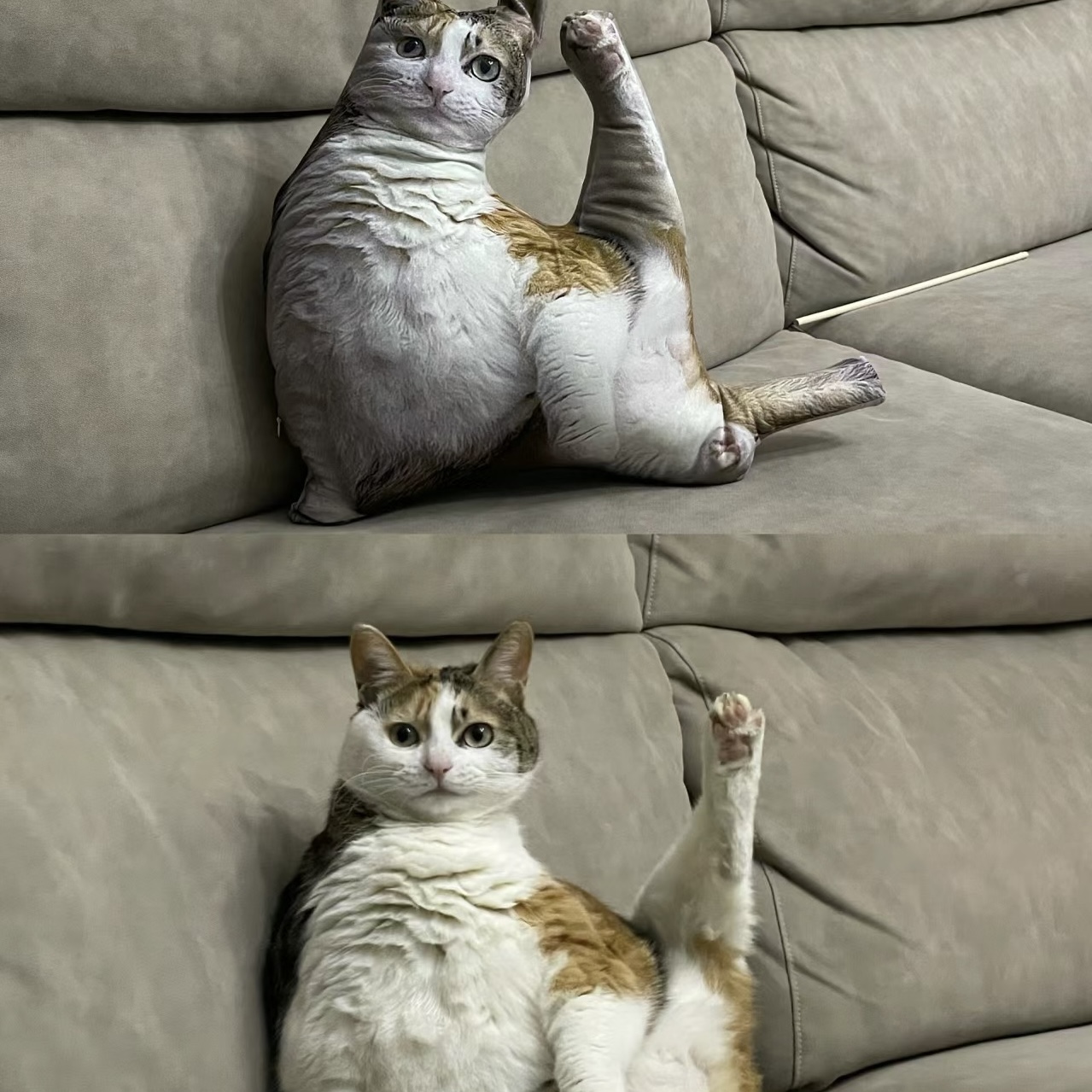 Custom Animal Photo 3D Pillow Pet Portrait Throw Pillow Ugly Pet Pillow Yoga Cat - soufeelmy