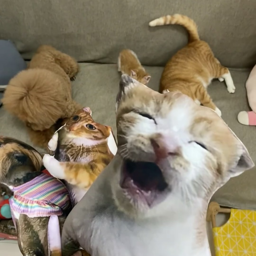 Custom Animal Photo 3D Pillow Pet Portrait Throw Pillow Ugly Pet Pillow Orange Cat - soufeelau