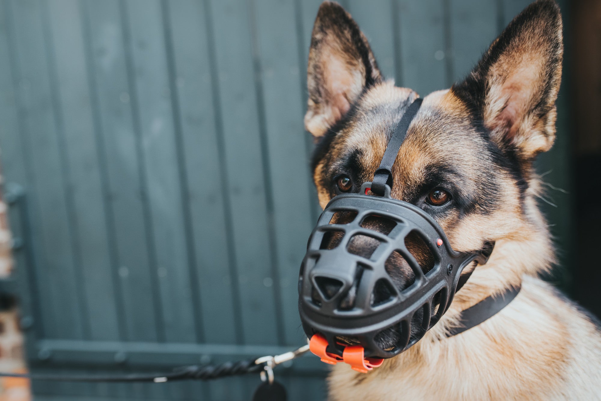HUNTER® Muzzle Albury