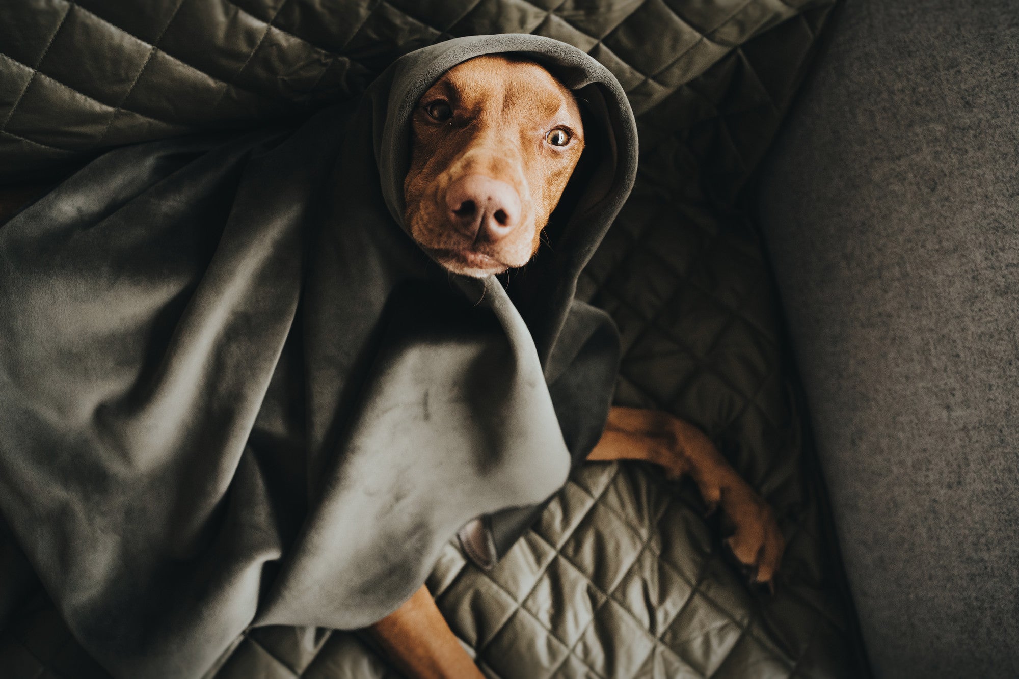 HUNTER® Hooge Dog blanket