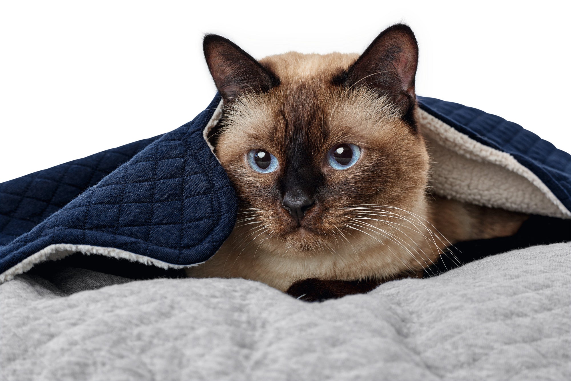 HUNTER® Ballina Cat & Dog Bed