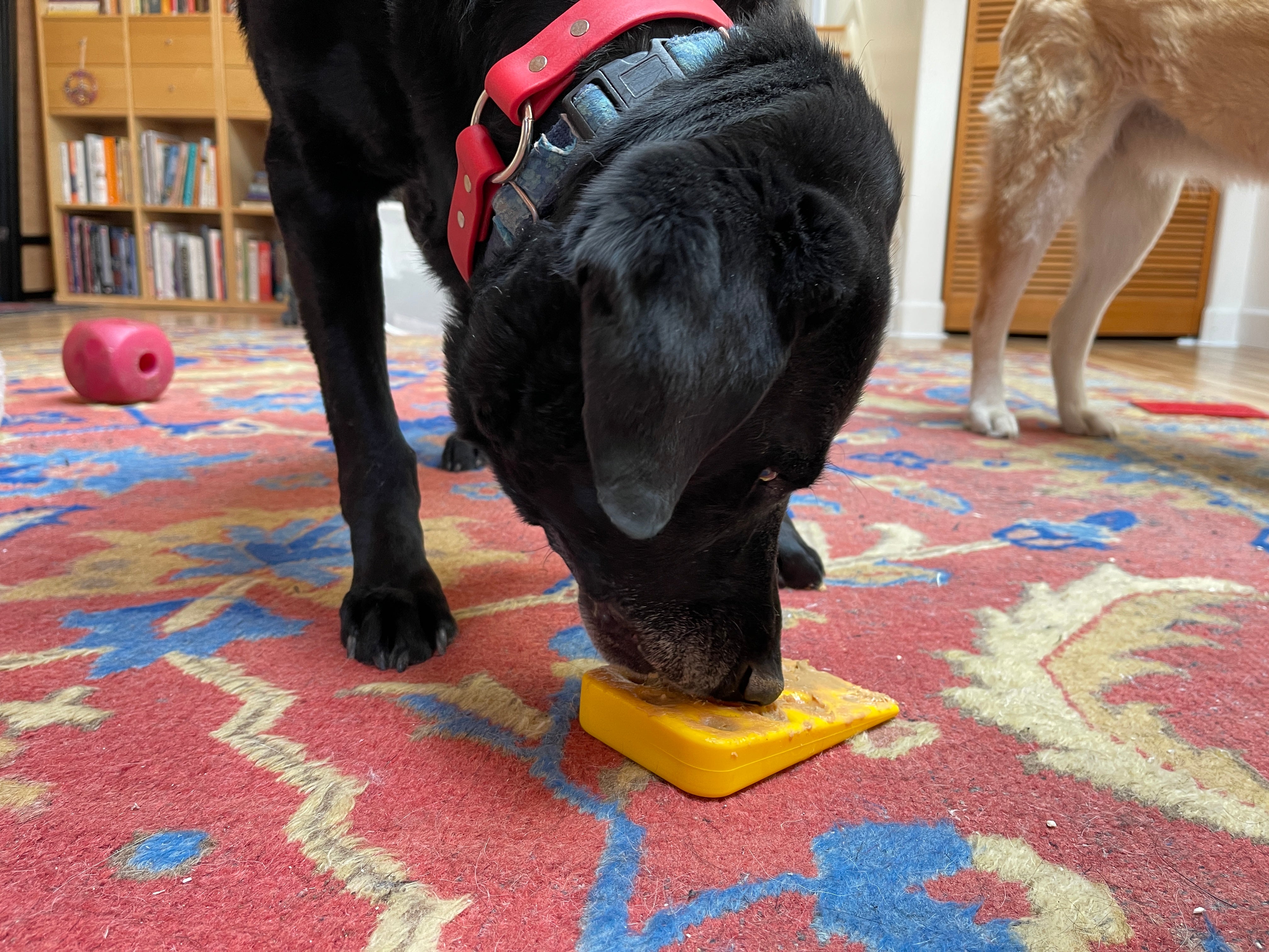 SodaPup Swiss Cheese