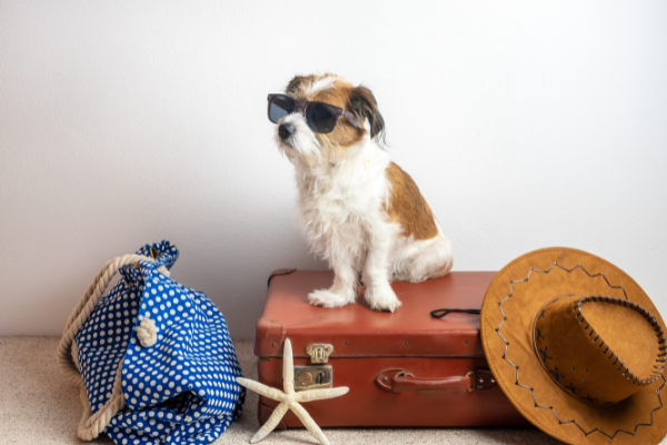 Travelling with pets