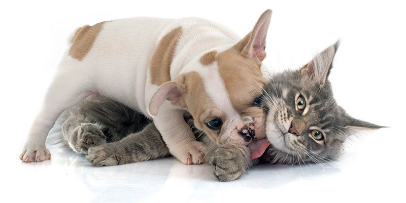 puppy-and-kitten