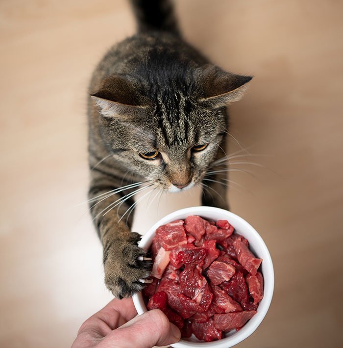 Top 8 benefits of a raw pet food diet