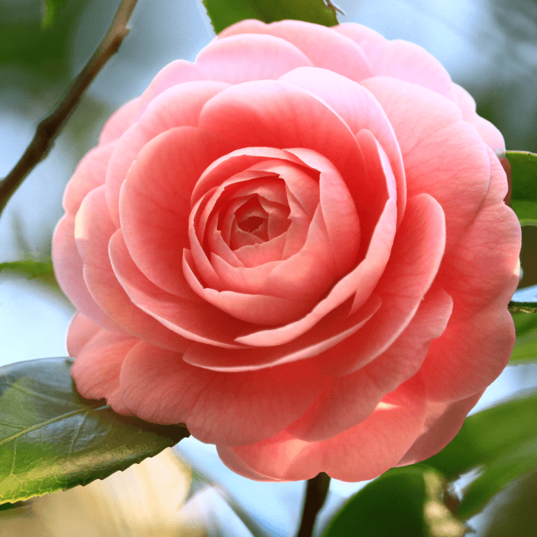 {"default":"Camellia"}