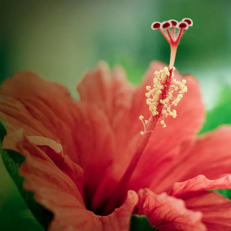 {"default":"Hibiscus_Flower"}