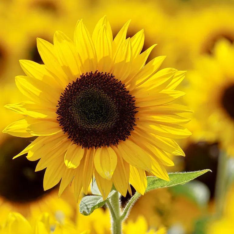 {"default":"Sunflower"}
