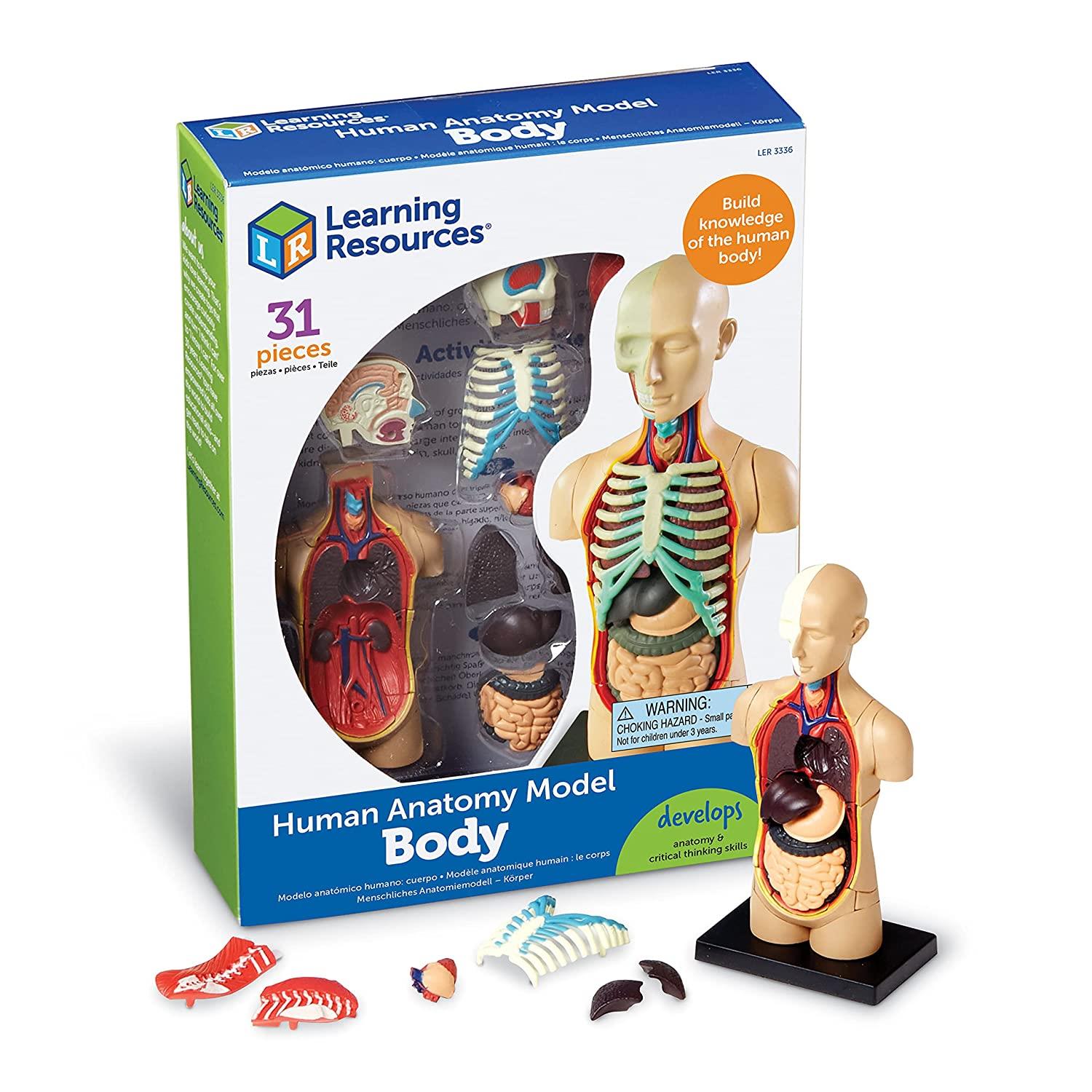 Learning Resources Anatomy Model - Human Body