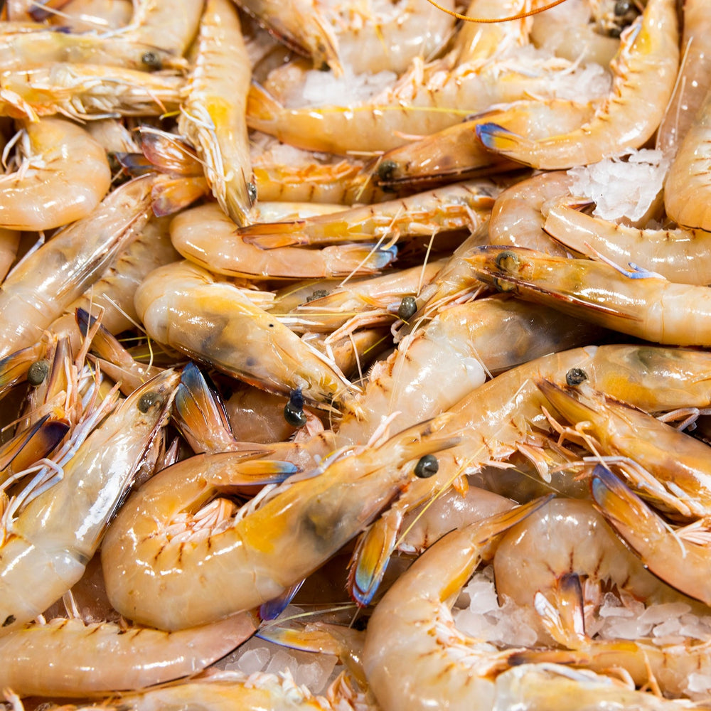 Premium Australian Waters King Prawn 1kg-eBest-Prawns & Crabs,Seafood
