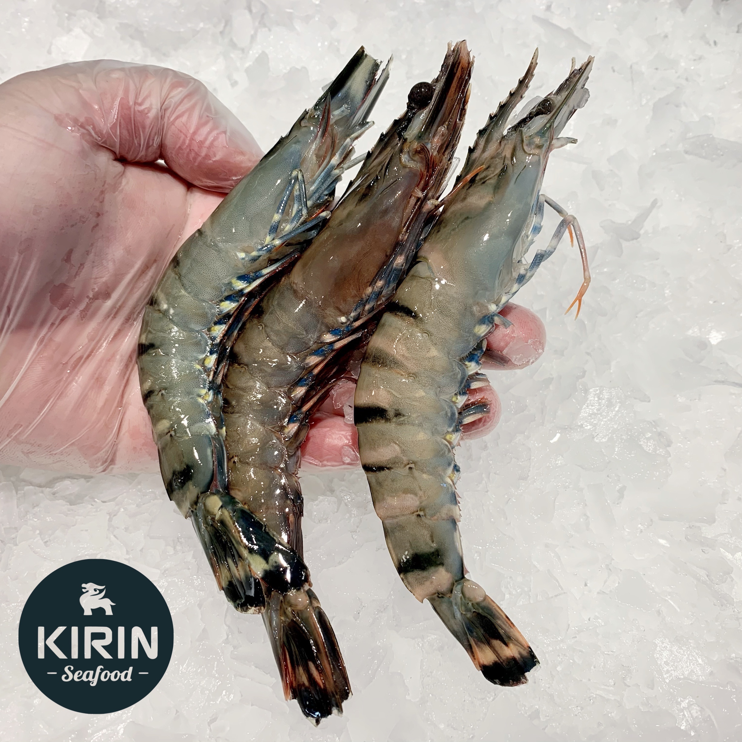 Black Tiger Prawns XL Size, Available in Various Sizes-eBest-Prawns & Crabs,Seafood