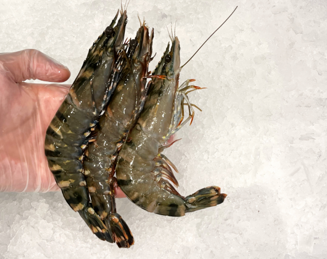 Tropic Co Fresh Frozen Black Tiger Prawns Xl Size 3kg-eBest-Prawns & Crabs,Seafood-other brands