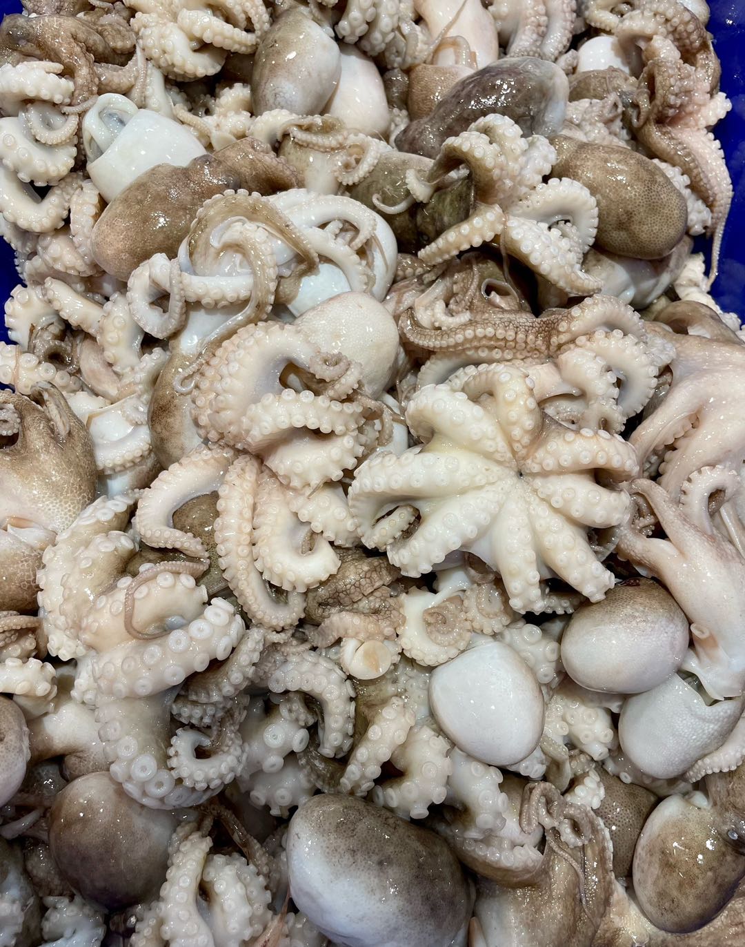 Wild Cleaned Octopus 800g-eBest-BBQ Seafood,BBQ,Squid & Octopus,Seafood