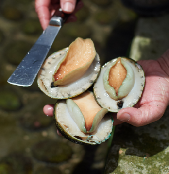 Australian Tiger Abalone 7 pieces 1kg-eBest-Shellfish/Abalone,Seafood-other brands
