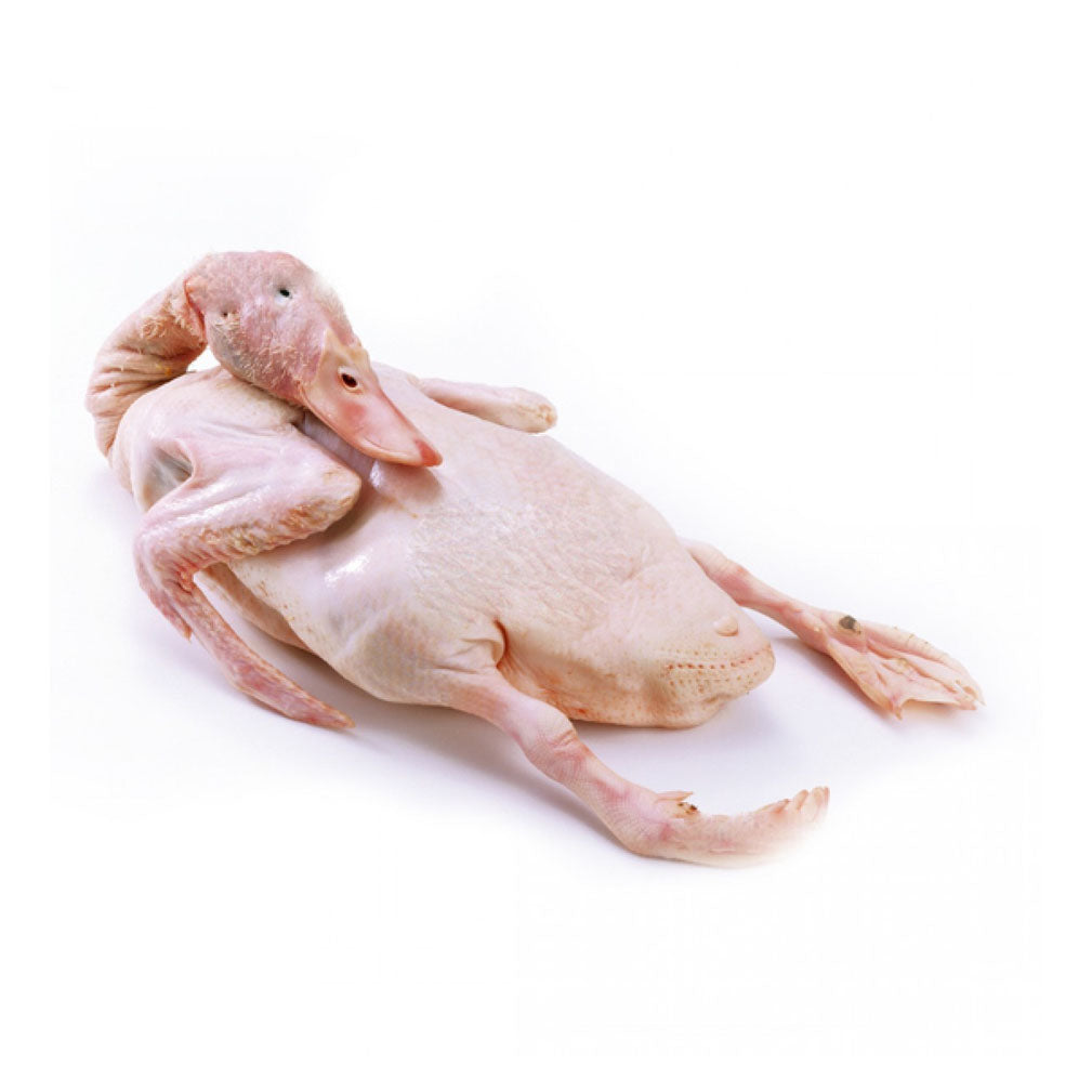 Sfp Teal Duck Is Moderately Fat And Thin 1.2Kg-1.4Kg-eBest-Poultry,Meat deli & eggs