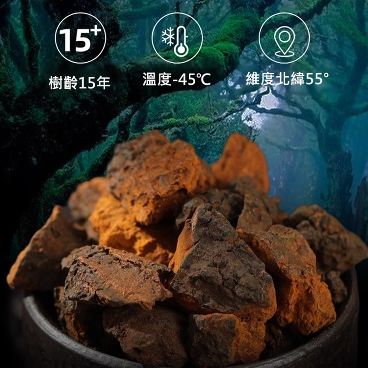 西伯利亞樺樹茸