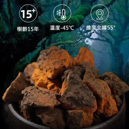 西伯利亞樺樹茸