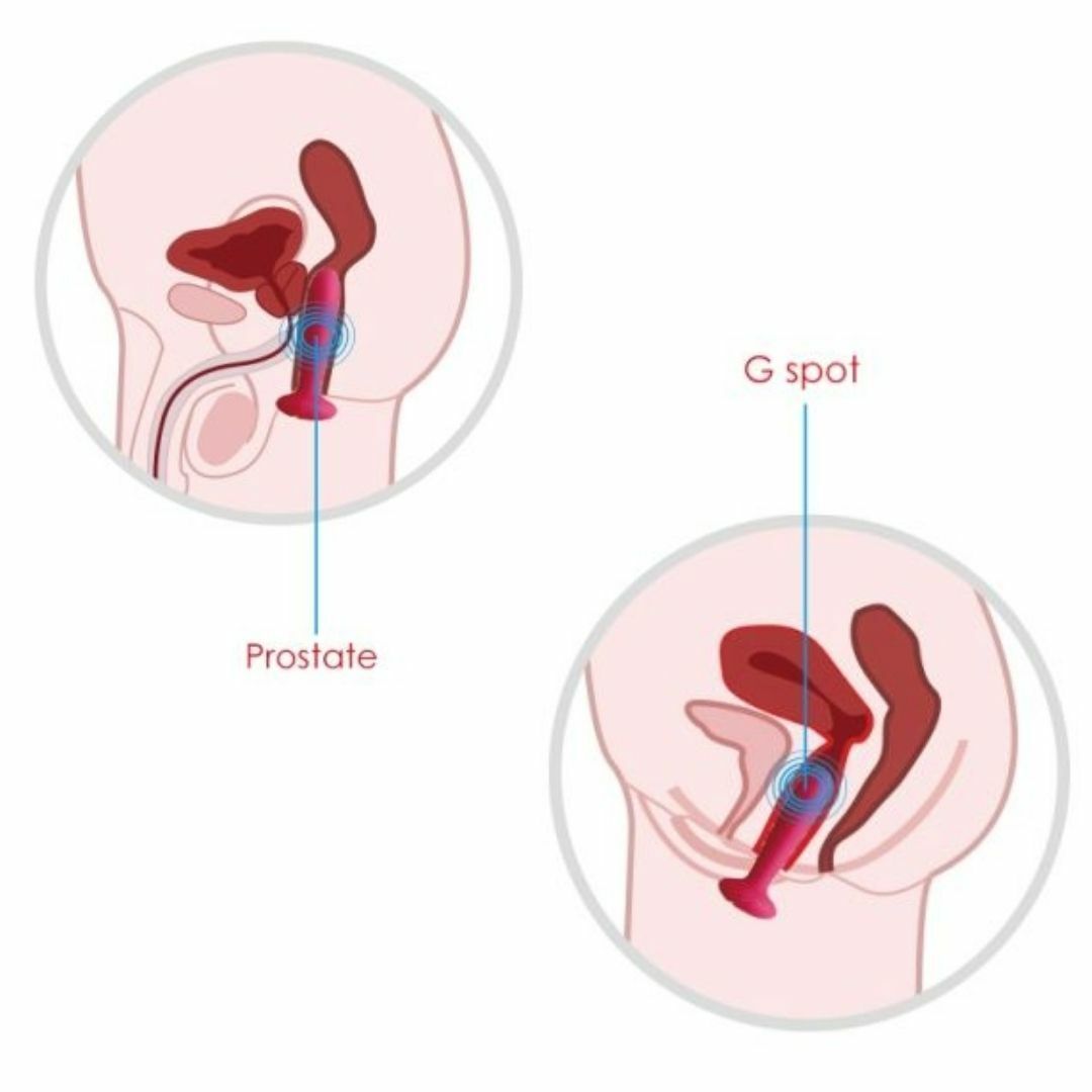 Svakom Primo 無線溫感後庭按摩器-SING DR