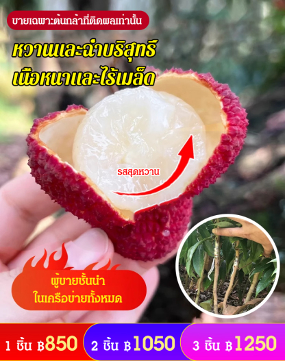 ต้นกล้าลิ้นจี่ไร้เมล็ด