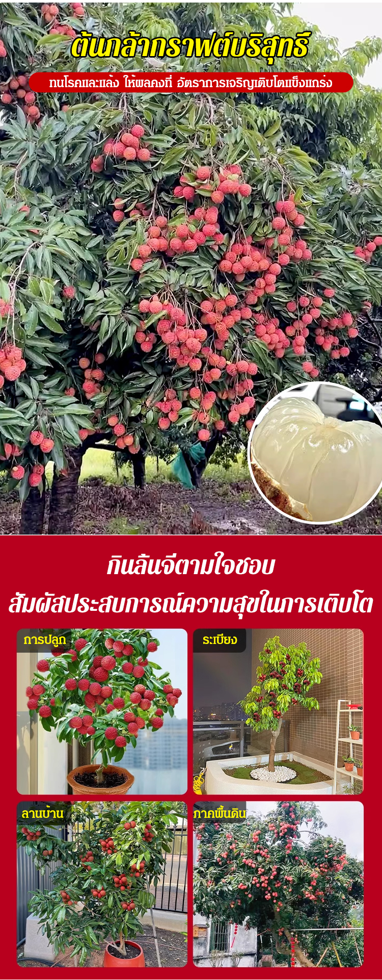 妃子笑无核荔枝苗_16.jpg