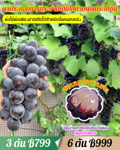 [หวานและฉ่ำ] ต้นองุ่นพันธุ์ไชน์มัสแคท