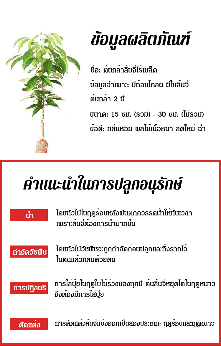妃子笑无核荔枝苗_19.jpg