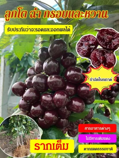 【ต้นเดียวก็ออกผลได้】ต้นกล้าเชอร์รี่ลูกโต