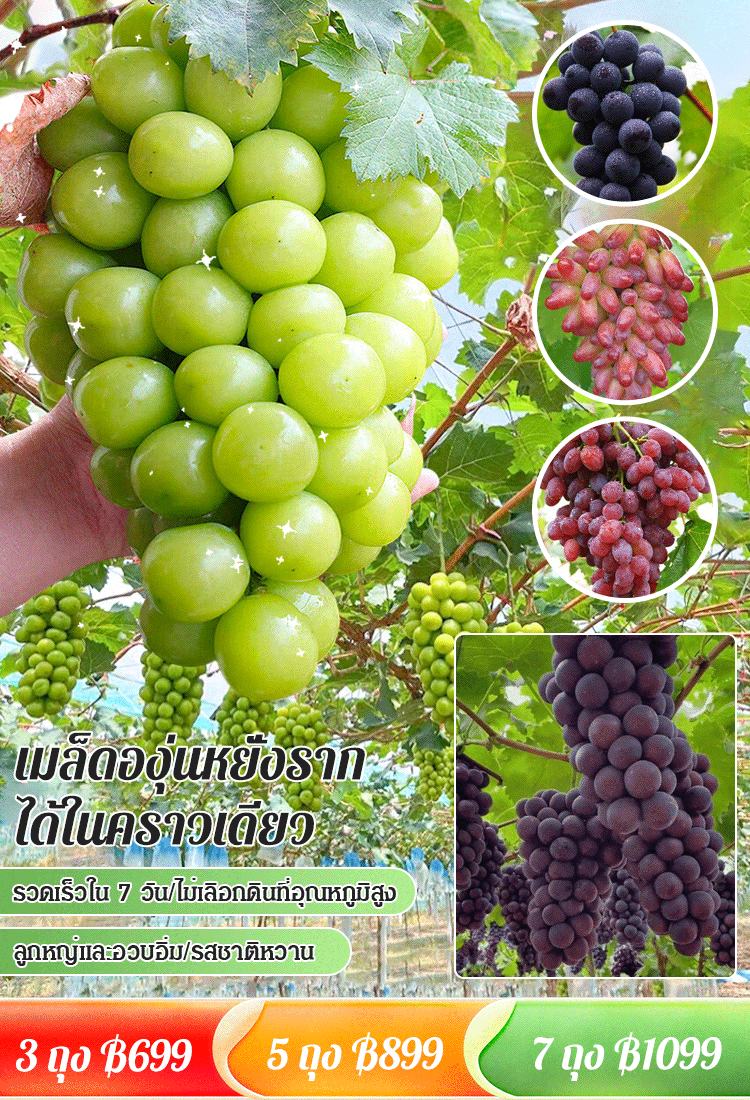【แพ็คเดียวคลานไปทั่วลาน】เมล็ดองุ่น 
