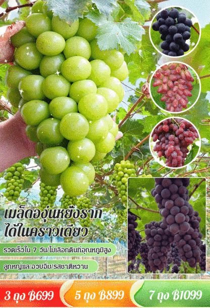 【แพ็คเดียวคลานไปทั่วลาน】เมล็ดองุ่น 
