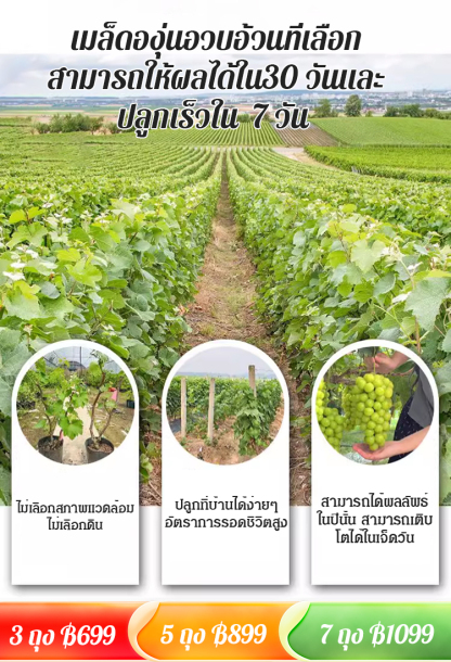 【แพ็คเดียวคลานไปทั่วลาน】เมล็ดองุ่น 