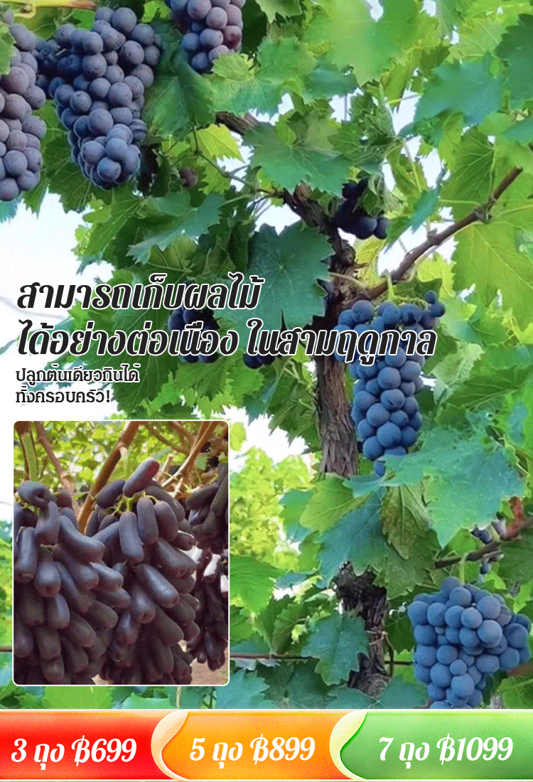 【แพ็คเดียวคลานไปทั่วลาน】เมล็ดองุ่น 