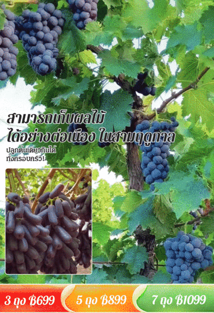 【แพ็คเดียวคลานไปทั่วลาน】เมล็ดองุ่น 