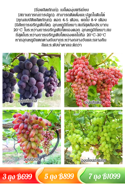 【แพ็คเดียวคลานไปทั่วลาน】เมล็ดองุ่น 