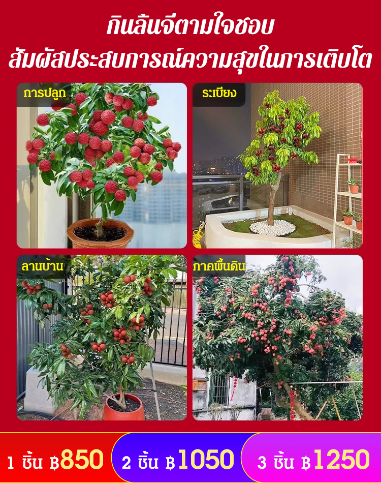 ต้นกล้าลิ้นจี่ไร้เมล็ด