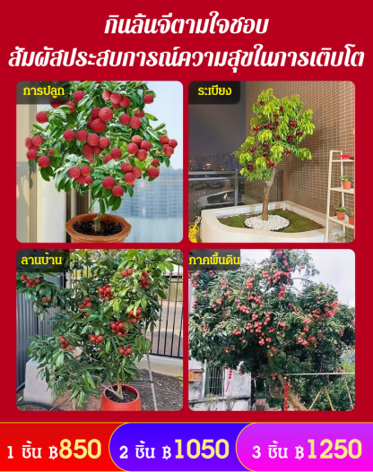 ต้นกล้าลิ้นจี่ไร้เมล็ด