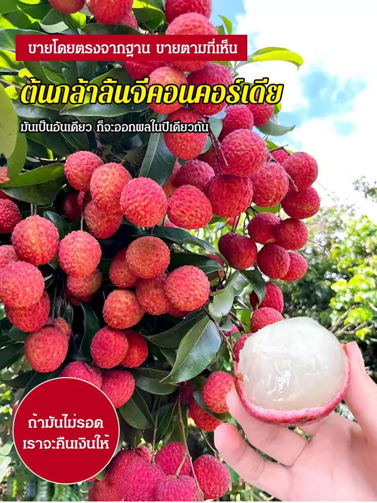 妃子笑无核荔枝苗_04.jpg