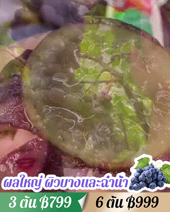 [หวานและฉ่ำ] ต้นองุ่นพันธุ์ไชน์มัสแคท