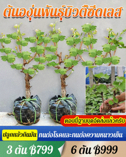  [หวานและฉ่ำ] ต้นองุ่นพันธุ์ไชน์มัสแคท