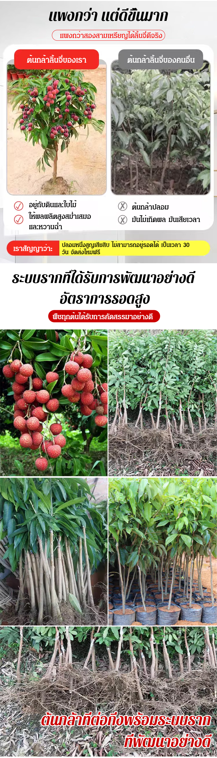 妃子笑无核荔枝苗_10.jpg