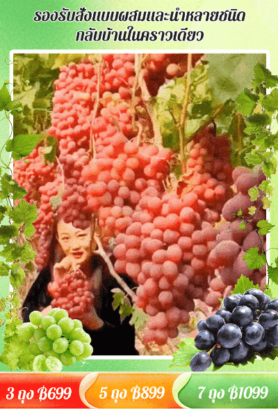 【แพ็คเดียวคลานไปทั่วลาน】เมล็ดองุ่น 