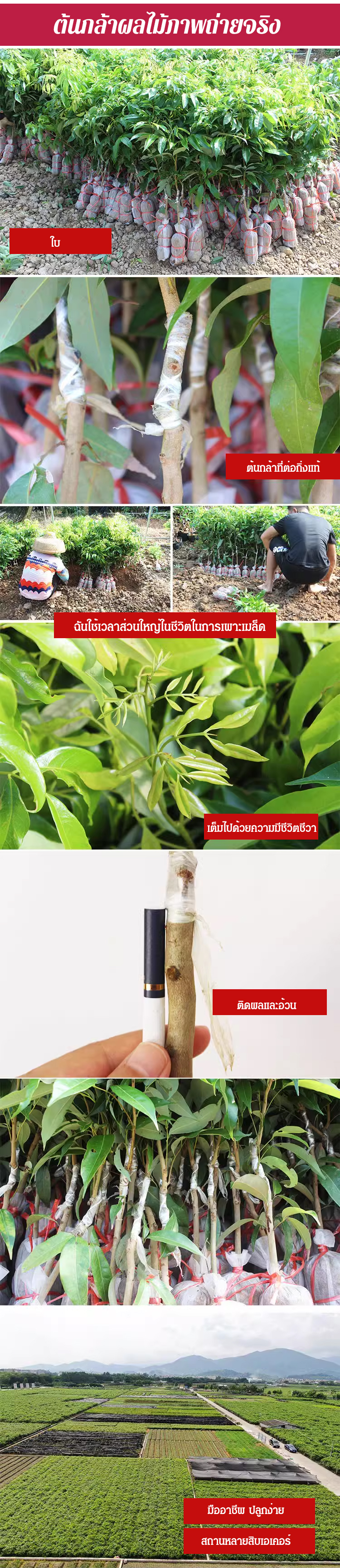 妃子笑无核荔枝苗_18.jpg