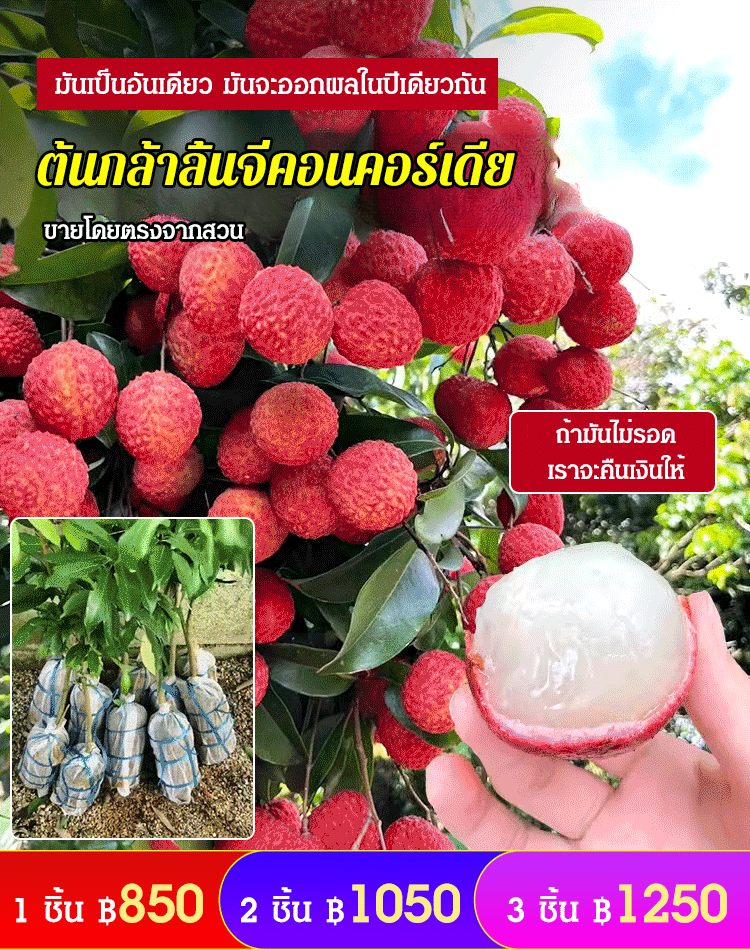 ต้นกล้าลิ้นจี่ไร้เมล็ด