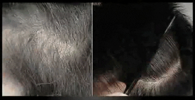 JP-1132242-JC-植物提取染发膏-秦丹1_15.gif