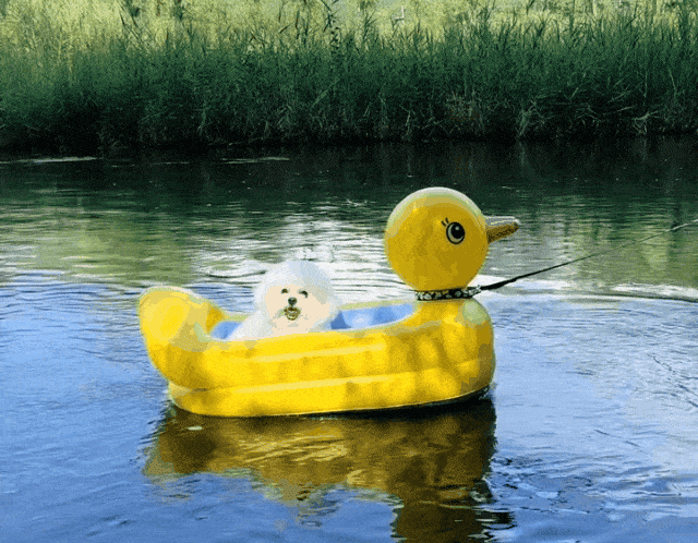 171fyhkrikytg8849fgjfgk650719.gif