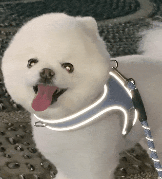 171srg71206sdgdf27dg323.gif