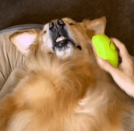 giipet-ペットブラシ 抜け毛取り マッサージ機能付き ミスト機能搭載 ワンボタン操作-Giipet