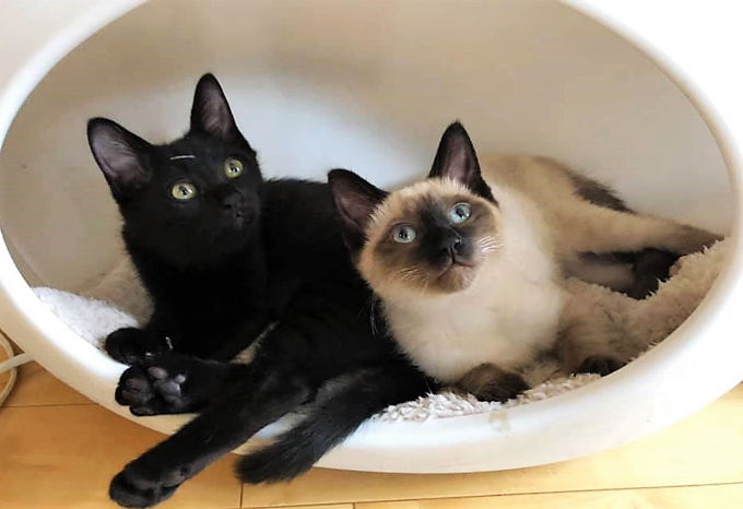 シャム猫の魅力に迫る！美しさと性格で心をつかむ理由 – Giipet